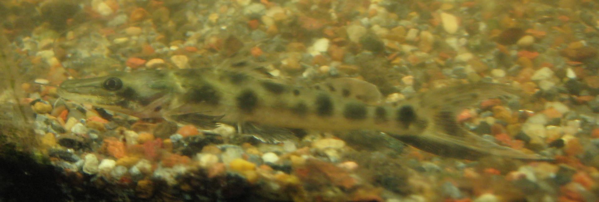 040_cr.jpg