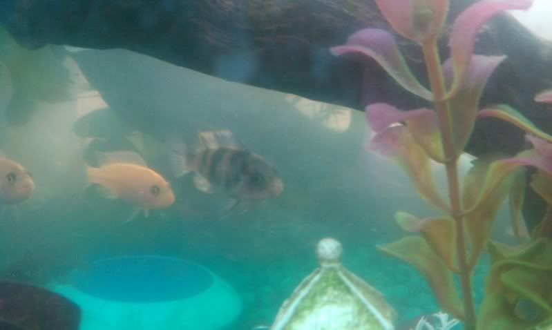 IMAG0433.jpg