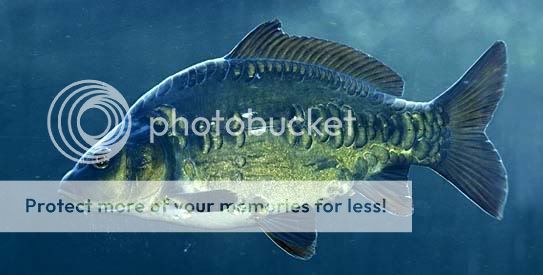 cyprinus_carpio_specularis.jpg