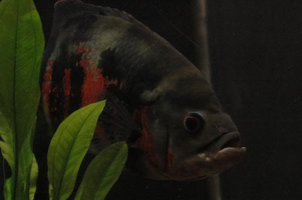 DSC_4294.jpg