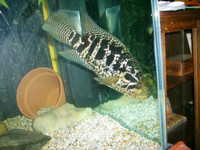paulasholidayandneilsfishes065.jpg