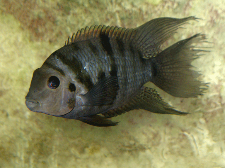 male-convict-cichlid-22.gif