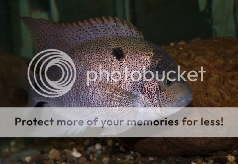 Cichlid Selective Pairing Techniques: Expert Tips for Perfect Matches