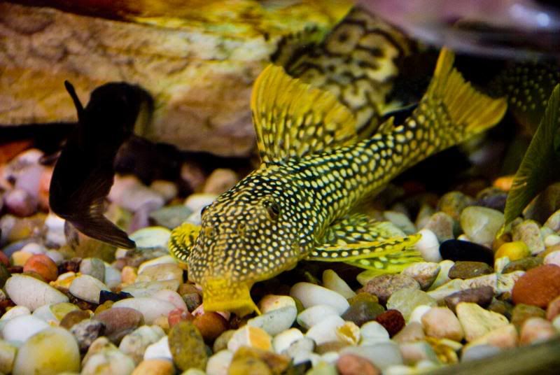 Something_Fishy1.jpg