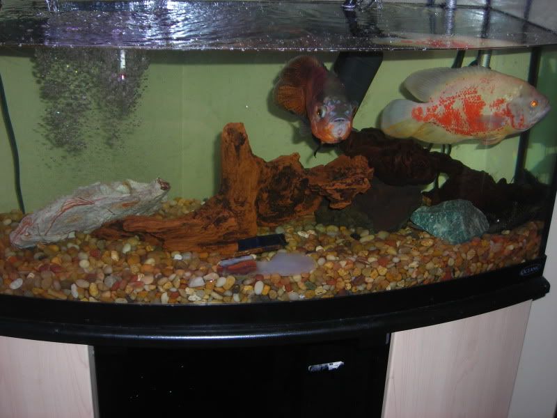 DSCN1018.jpg