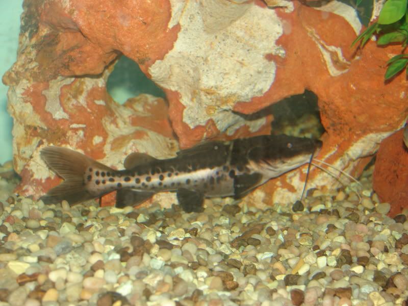 fish001.jpg