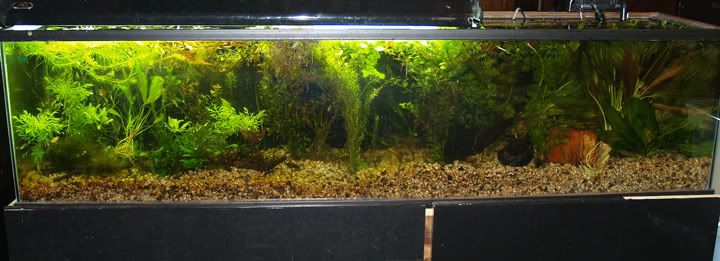 85-gal-long-03252007.jpg