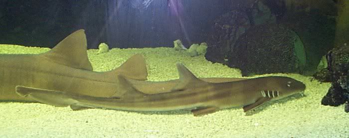  Sharks  At Home PROFILE DATABASE MonsterFishKeepers com