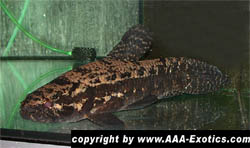 Hoplias%20macrophtalmus_3.jpg