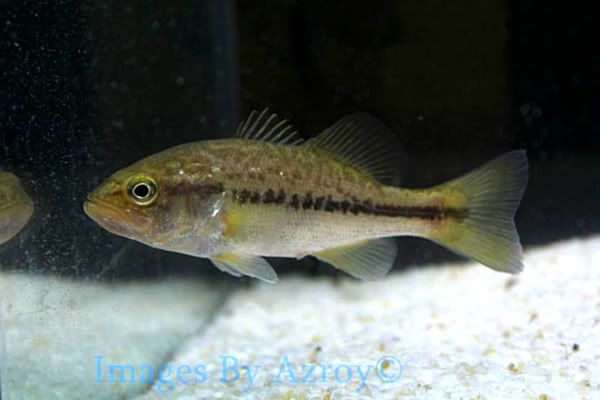 IMG_4698.jpg