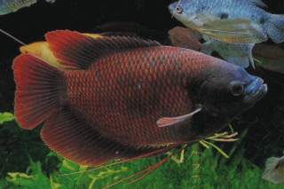 laticlavius-red.jpg