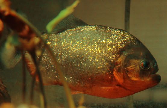 Piranha.jpg