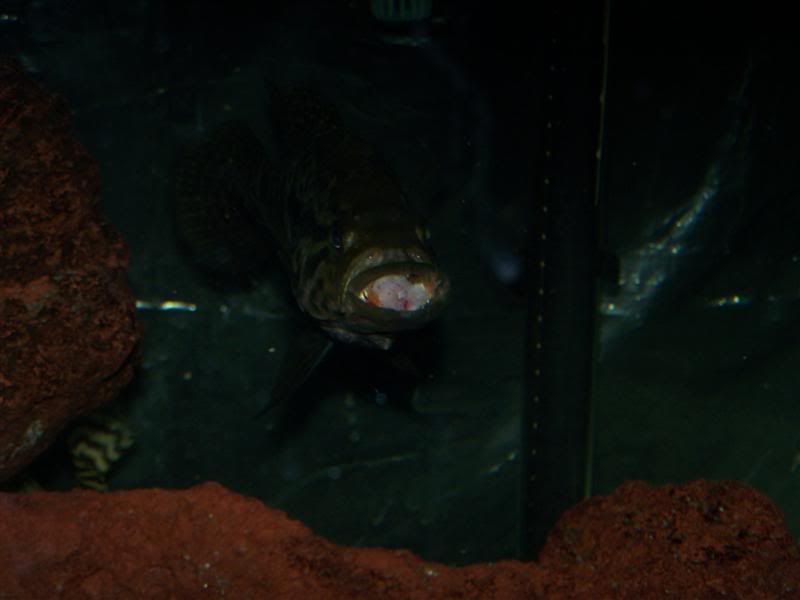 stevesfish775Medium.jpg