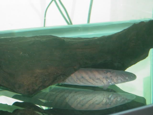 DSC00470.jpg