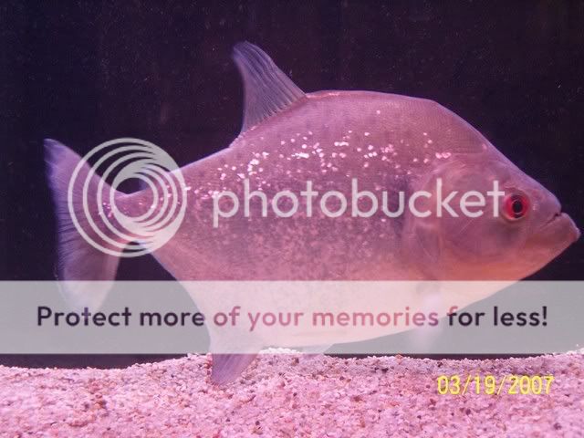DiamondRhomb.jpg