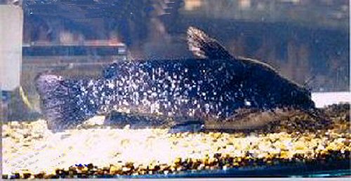 a_nebulosus2.jpg