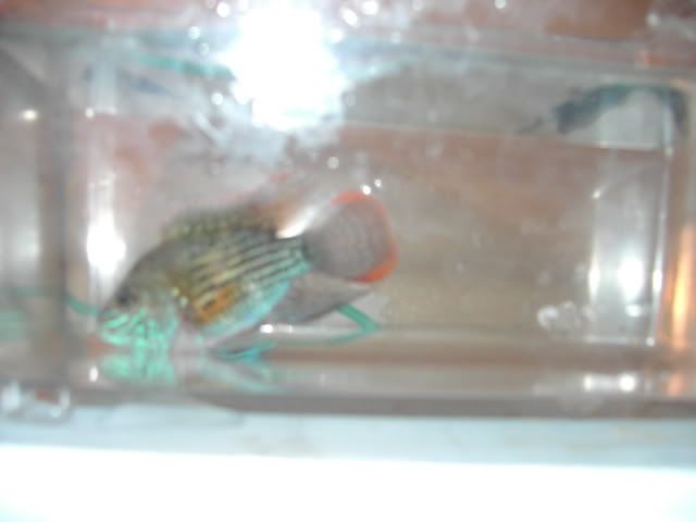 IMAG1174.jpg