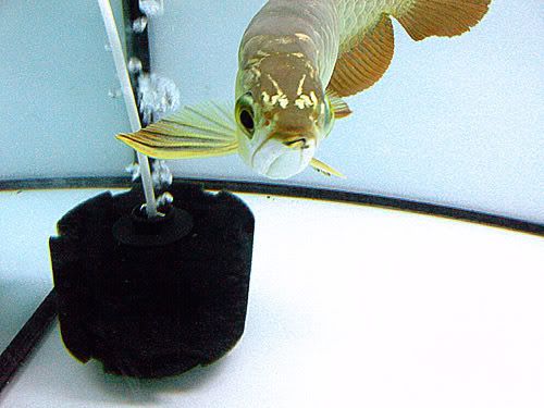 King249005.jpg