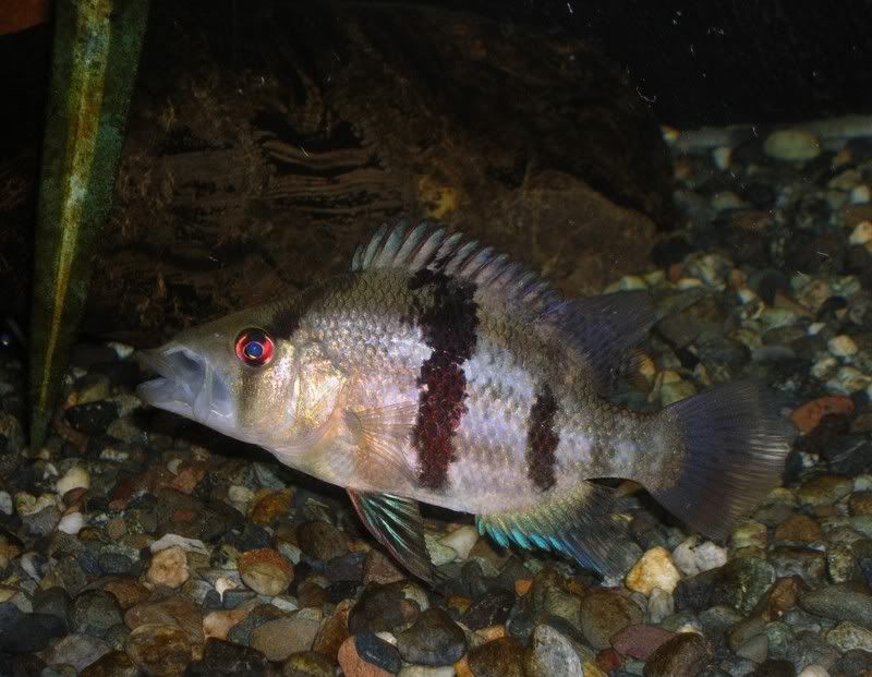 cichlid003.jpg
