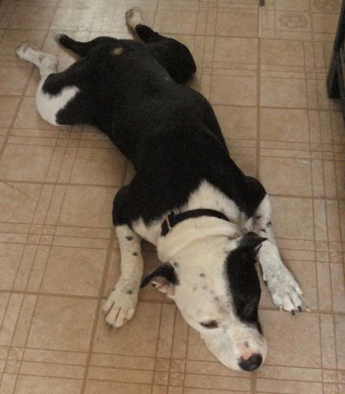 5-1-07002-BoBo.jpg