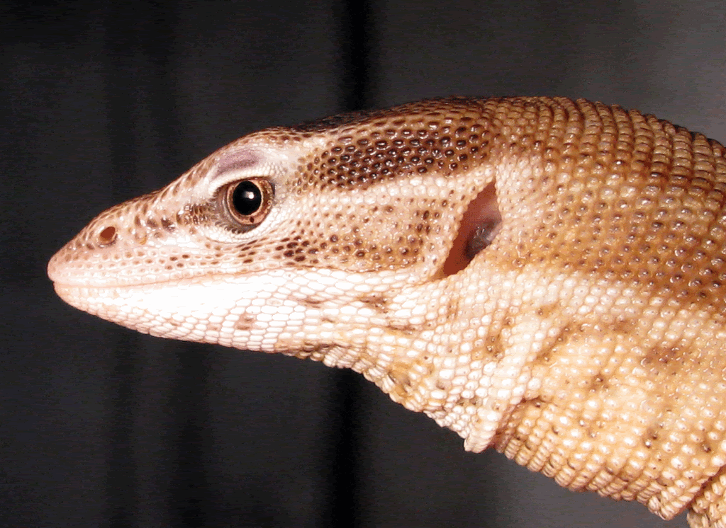 Ackie-Closeu3.gif