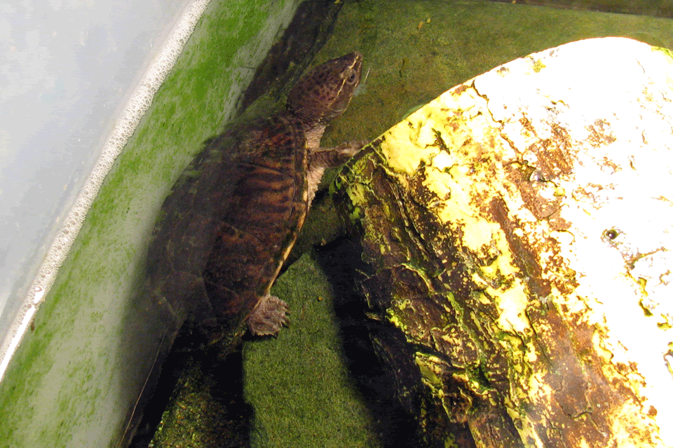 Female-Stinkpot2.gif