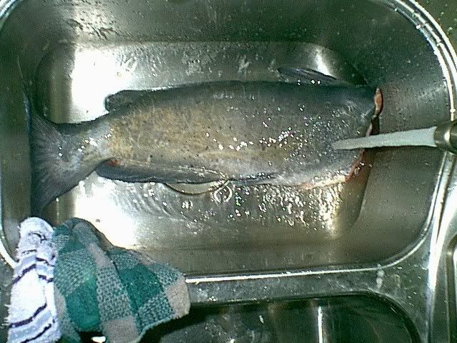 CATFISH050507.jpg
