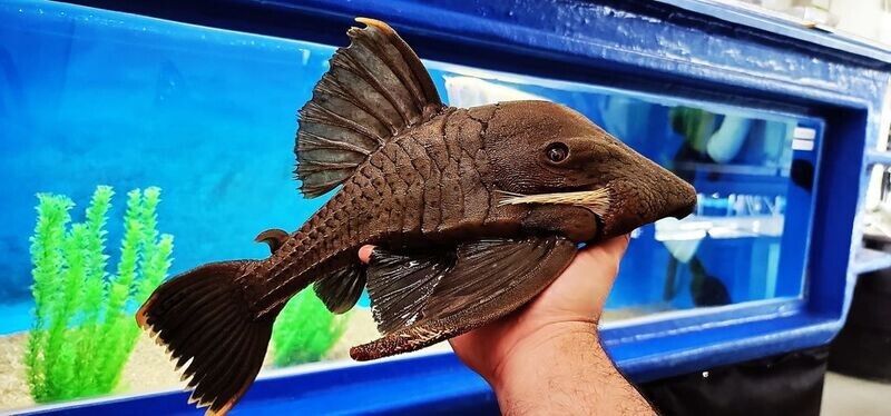 jasonsplecoscichlids.com