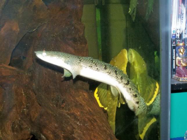 PolpterusDelhezi1.jpg