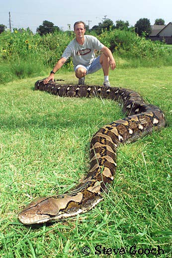 reticulated-python.jpg
