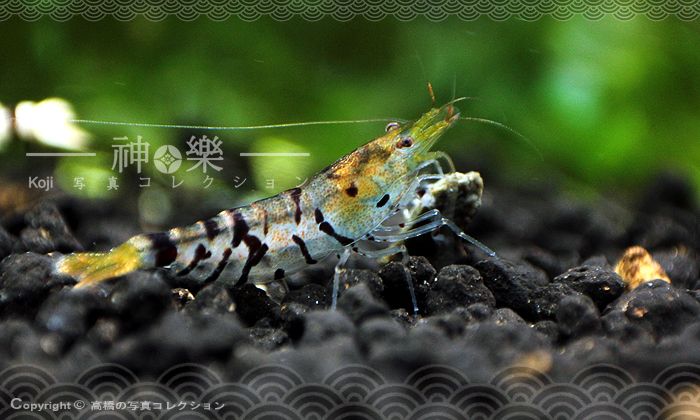 14_Jun_2016_Tiger001_zpsuaefk6qo.jpg