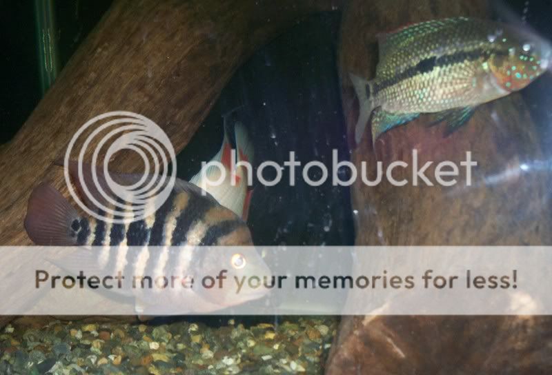 092308Fish023.jpg