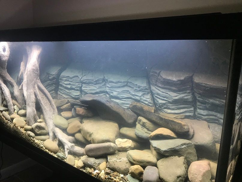 DIY 3D Styrofoam Aquarium Background with DIY Roots - US Native Stream Tank  