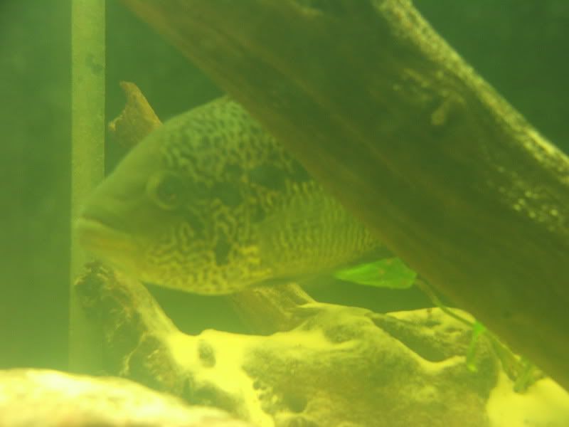 DSCF1255.jpg