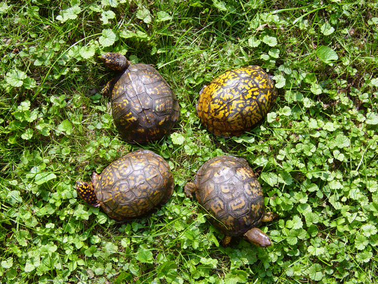 Box-Turtles.gif