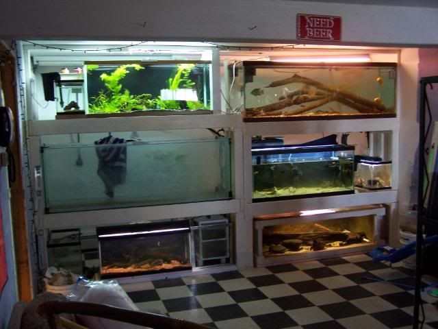 fishwall066.jpg