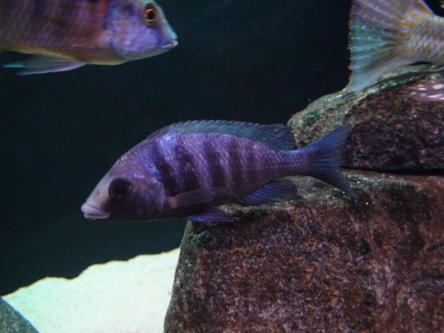 DSC01595.jpg