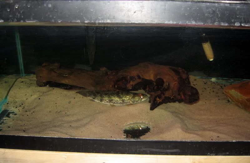 50gWolfFish2.jpg