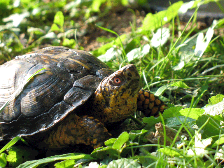 Male-Box-Turtle4.gif