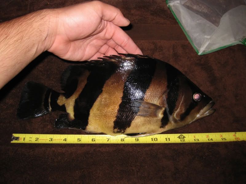 3-26-09010-1.jpg