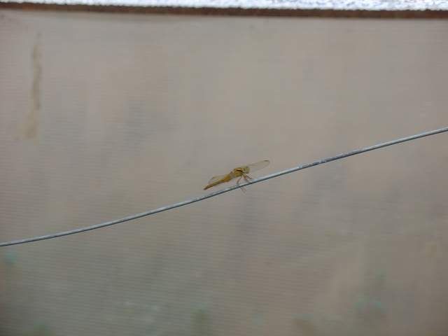 DSC05366.jpg