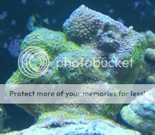 Monitpora_Encrusting_Green.jpg