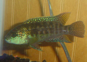 real%20fish%20to%20id%20dempsey.JPG