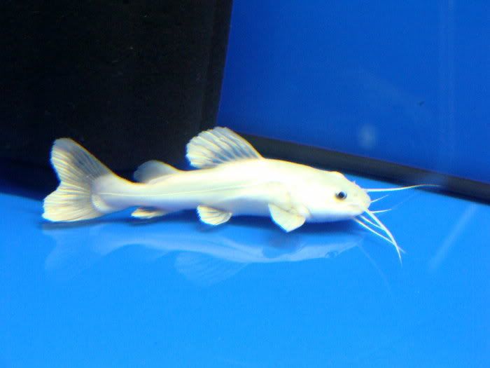 DSC01090.jpg