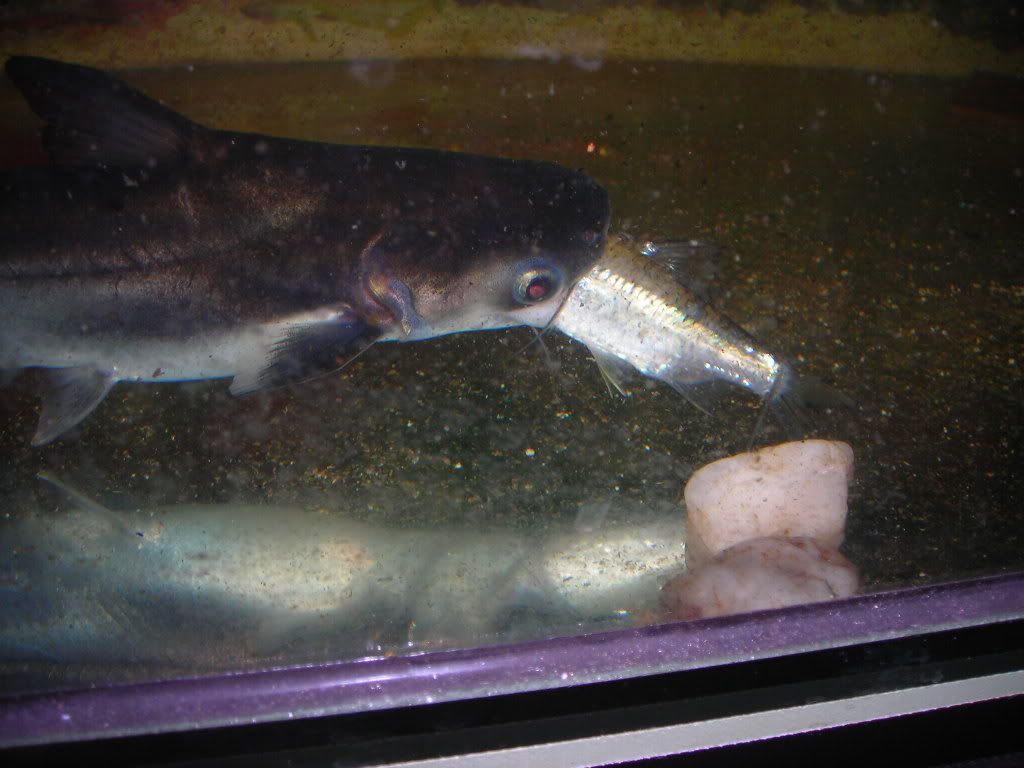 DSCN0872-1.jpg