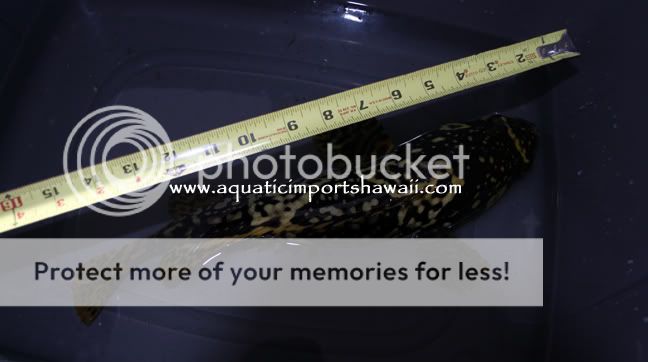 bumblebeeruler.jpg