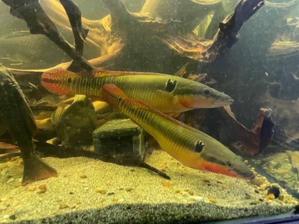 inlandempire.craigslist.org