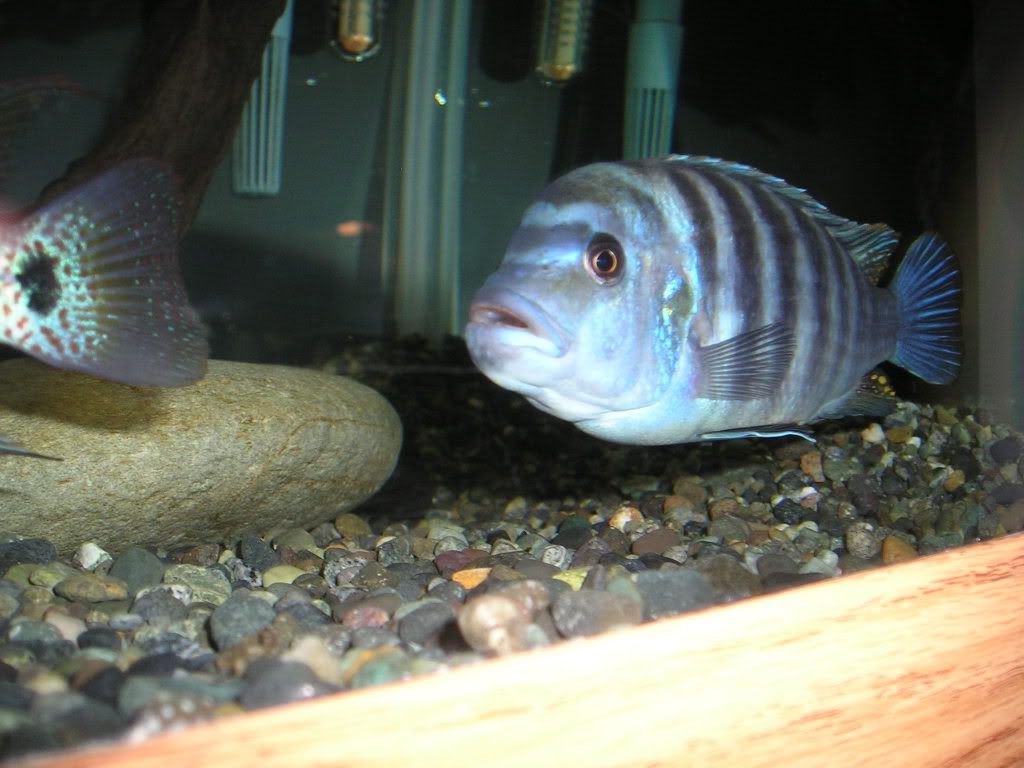 P1010007.jpg