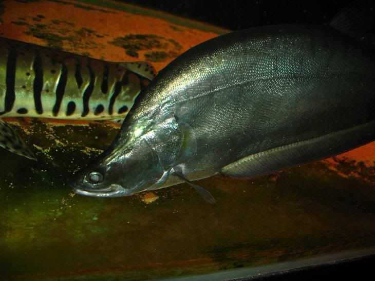 chialalopis2.jpg