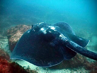 stingray.jpg